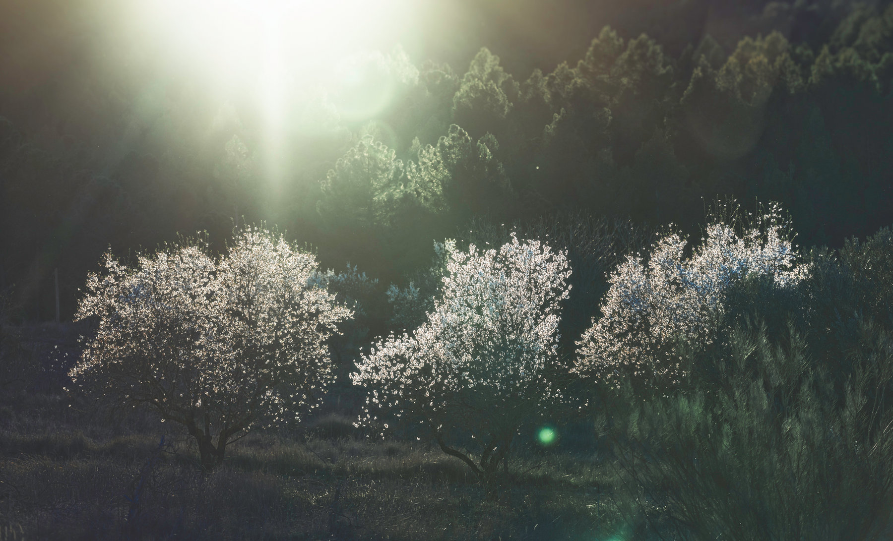Almond Avenue, impression 5
