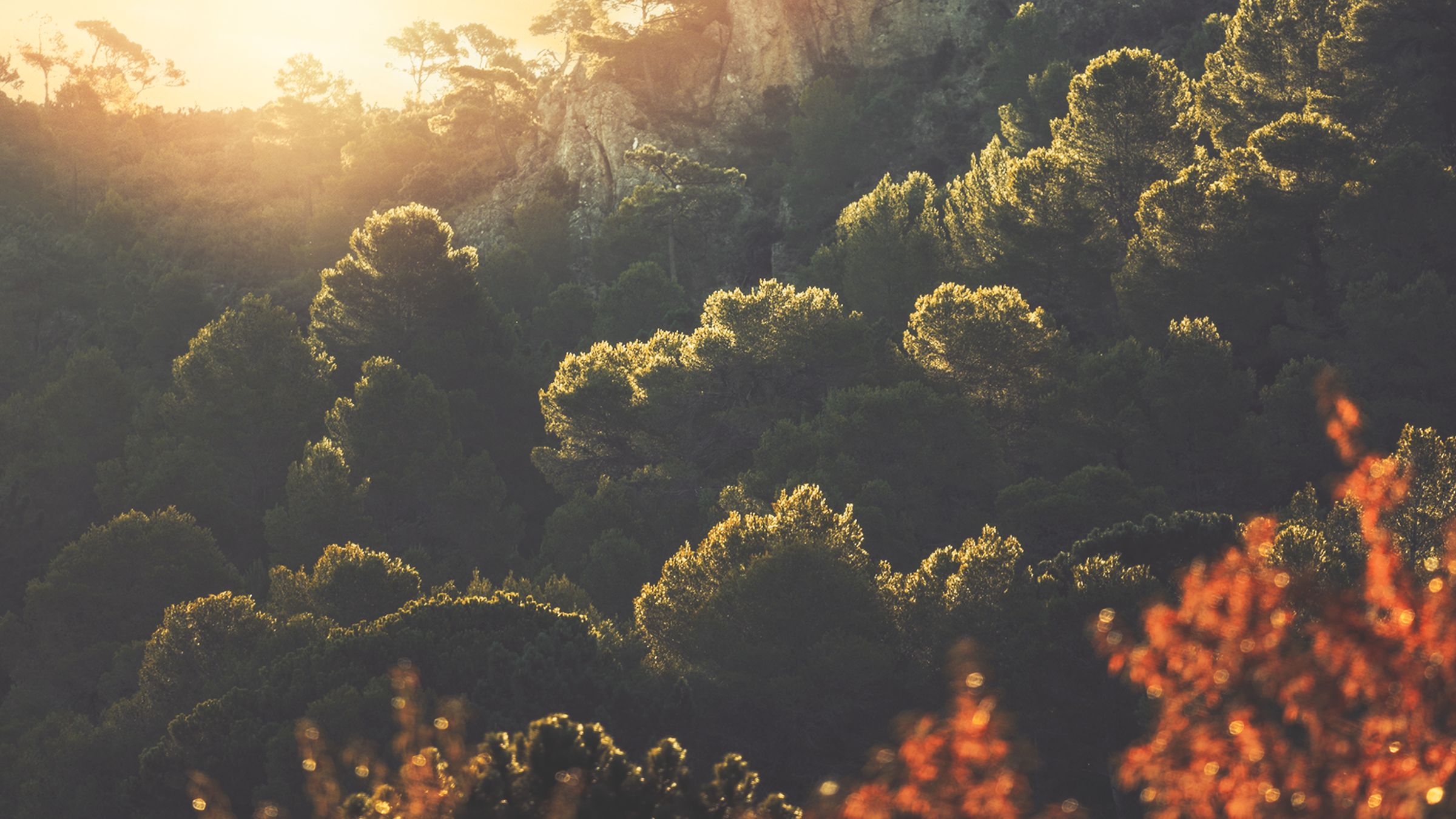 Sunlight over the pine forest of the valley